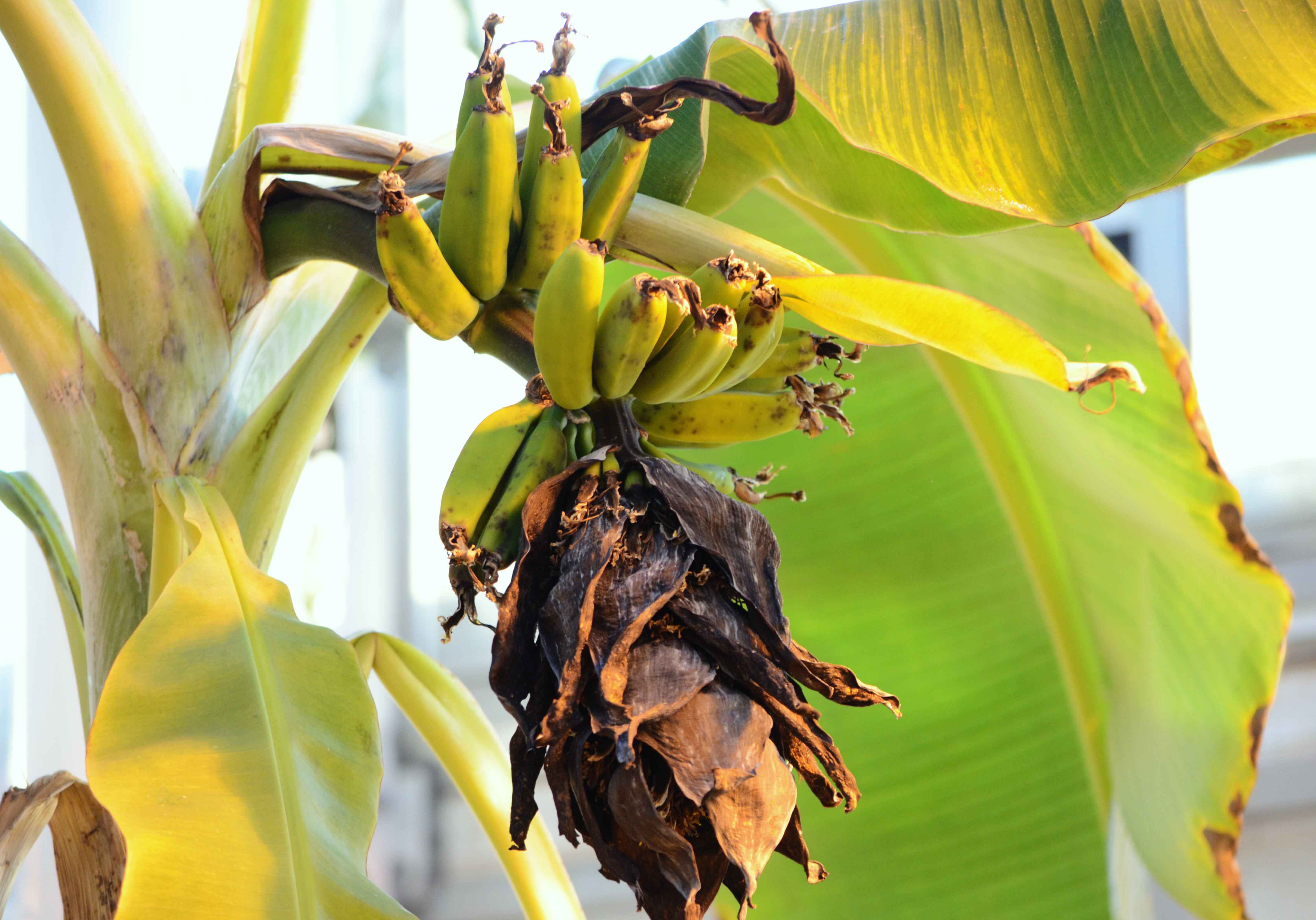 Tree with Fruit