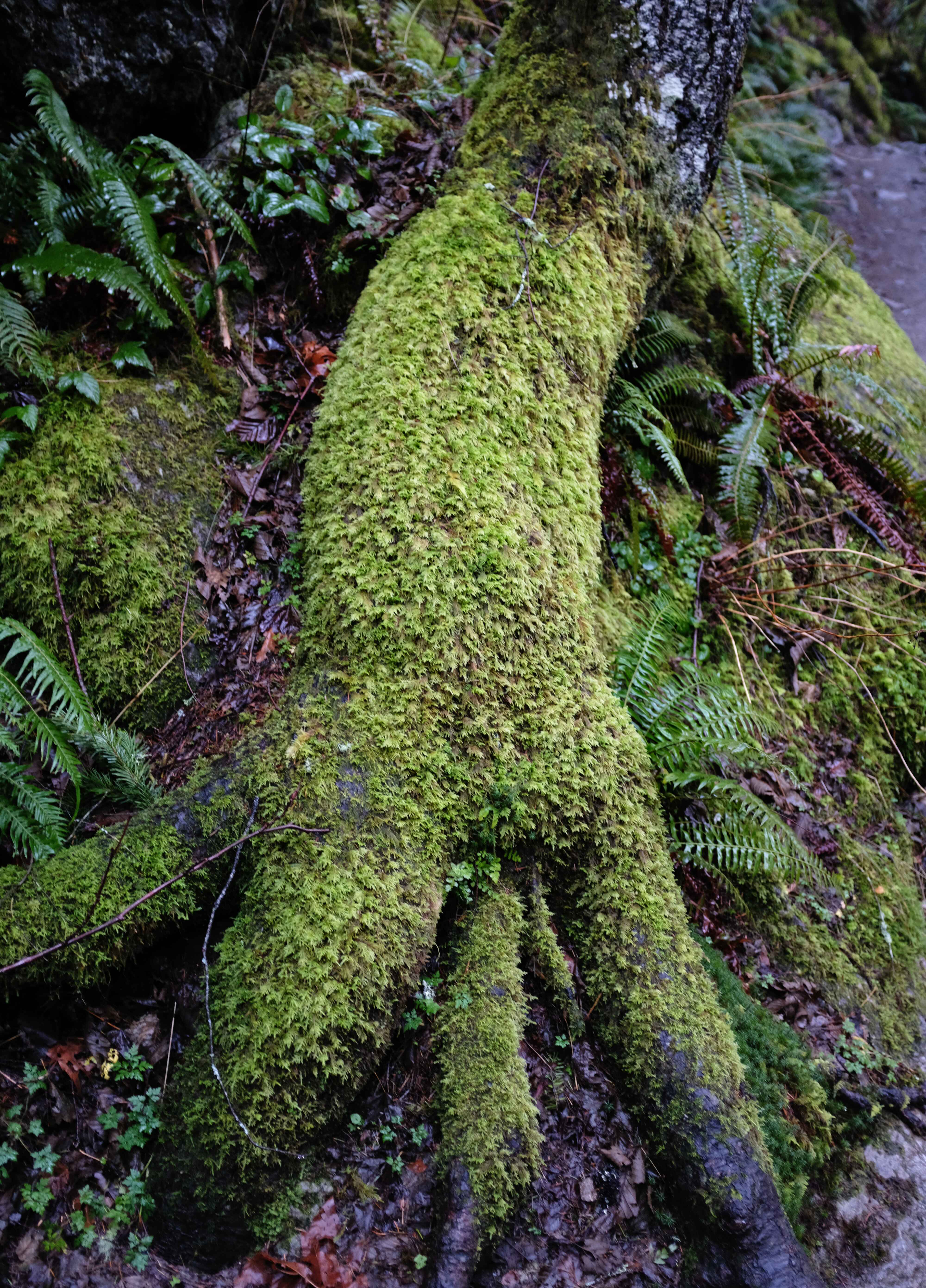 Mossy Tree Trunk