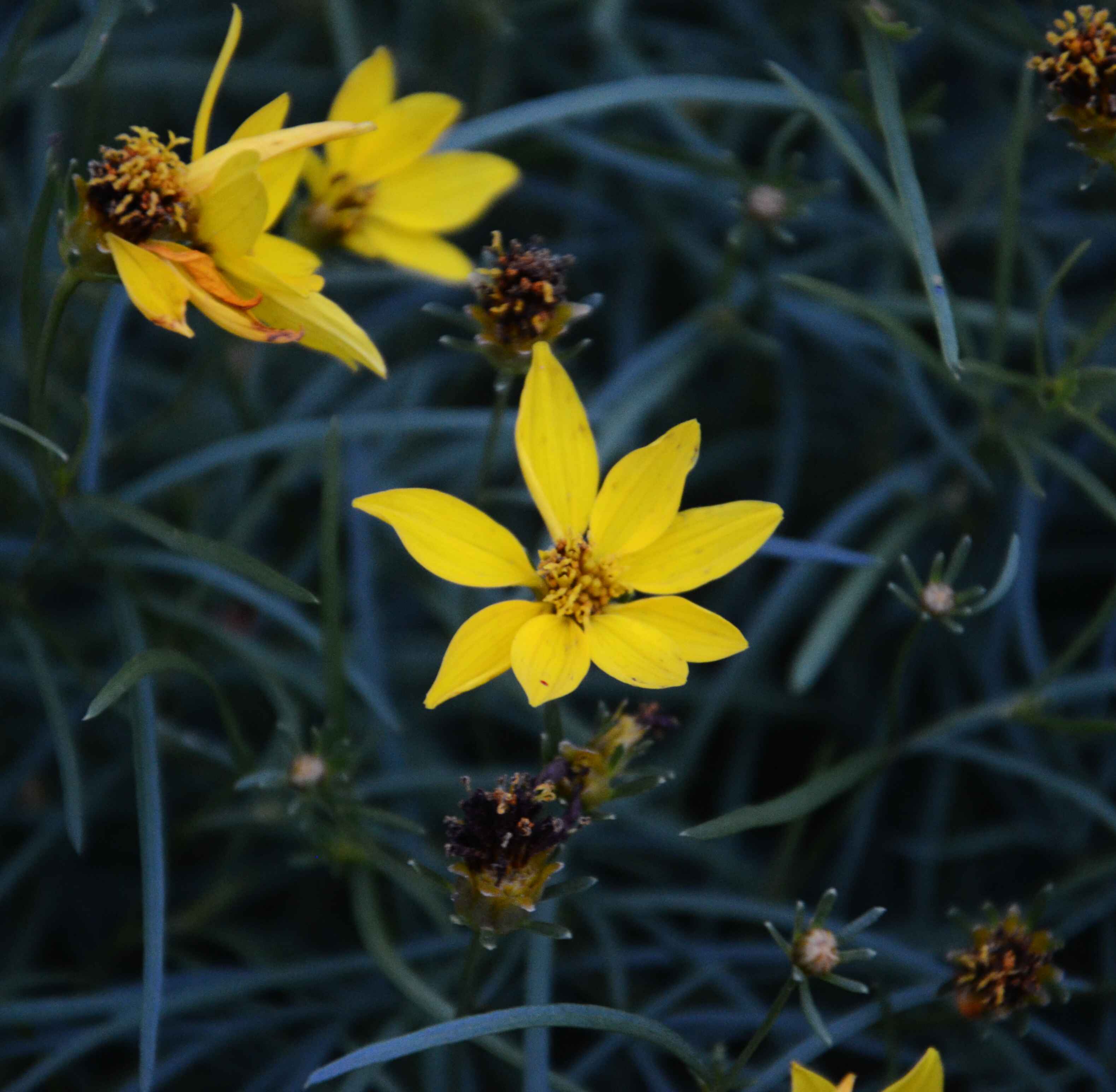 Yellow Flower